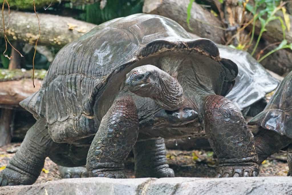 Prison-island-turtles Zanzibar tour