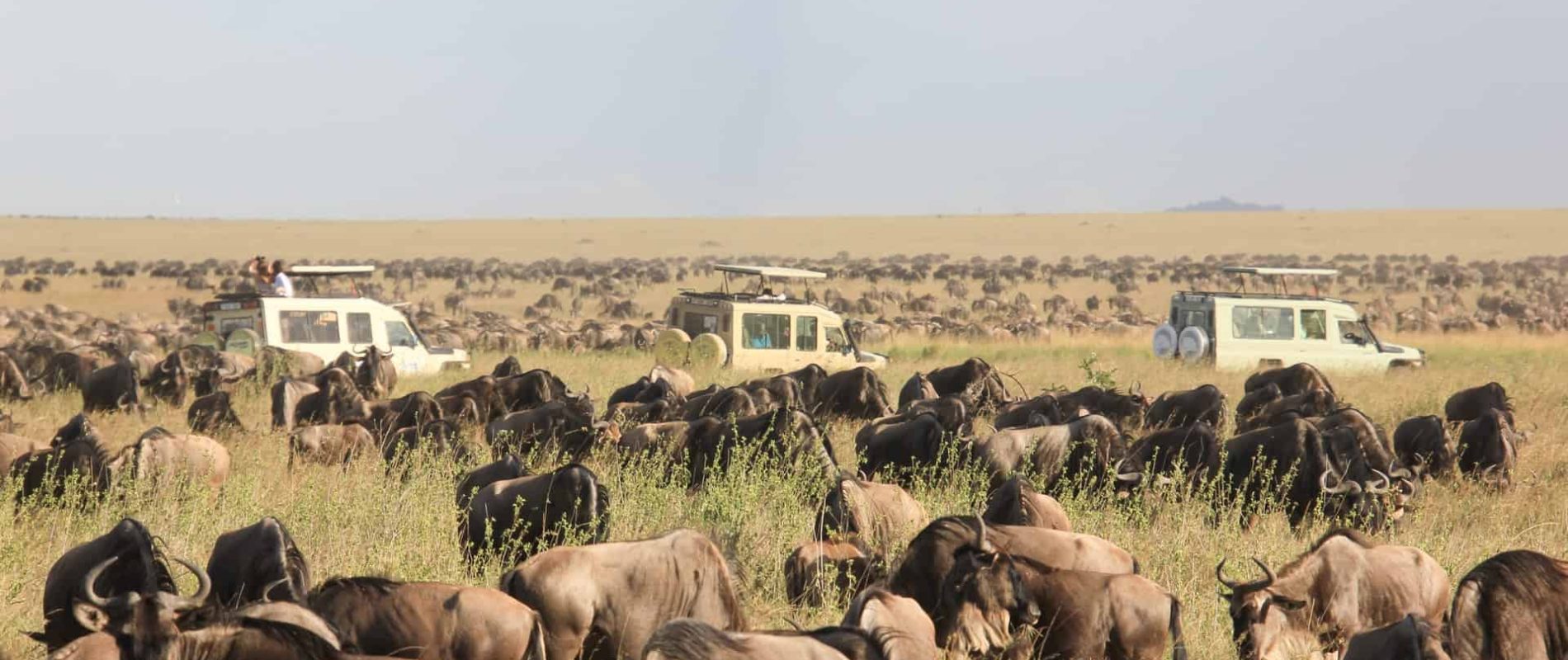 TOURS AND SAFARIS