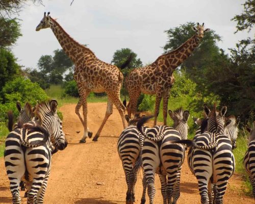 Tanzania Tourism, Mikumi National Park