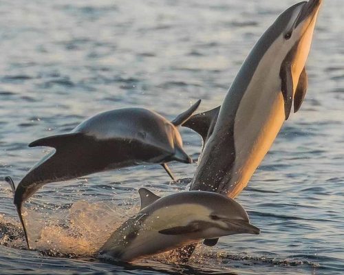 Dolphin tour