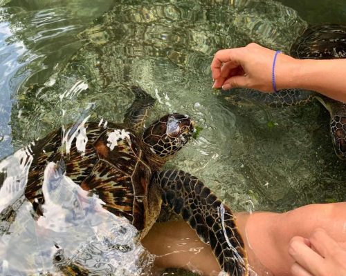 sea turtles tour