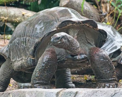 Prison-island-turtles Zanzibar tour